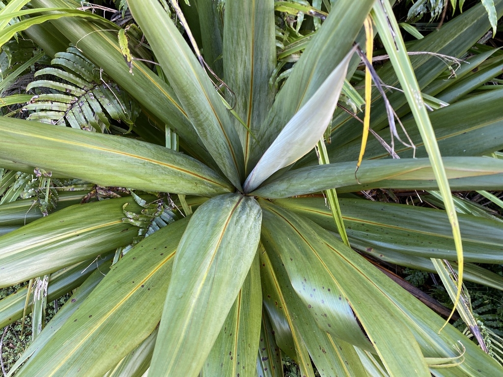 Leaves with white/yellow venation