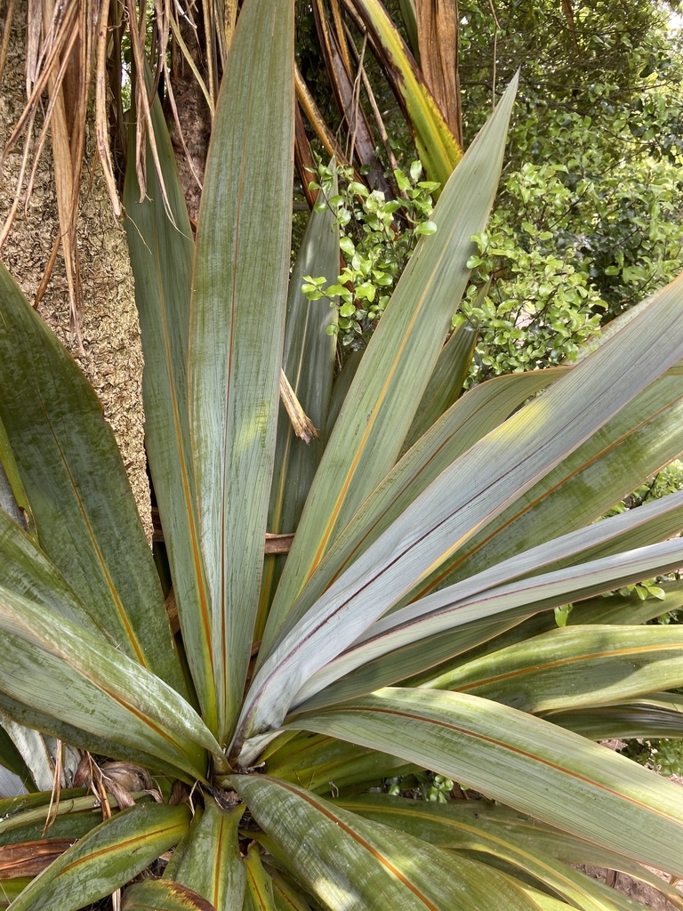 Leaves with reddish venation