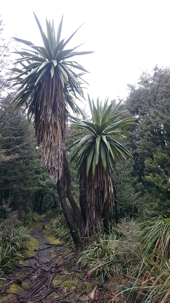 Native form