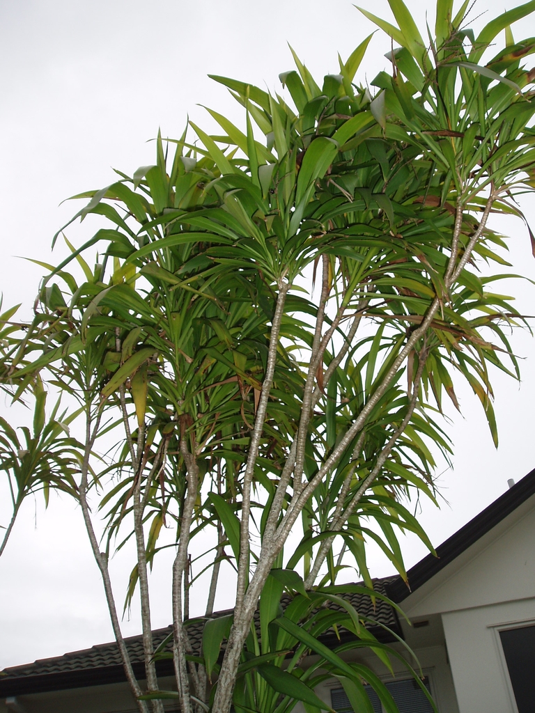 Native habitat
