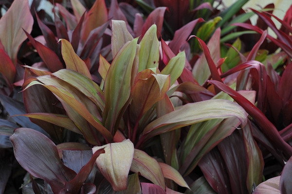 leaves