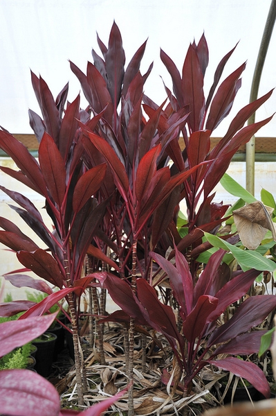 leaves
