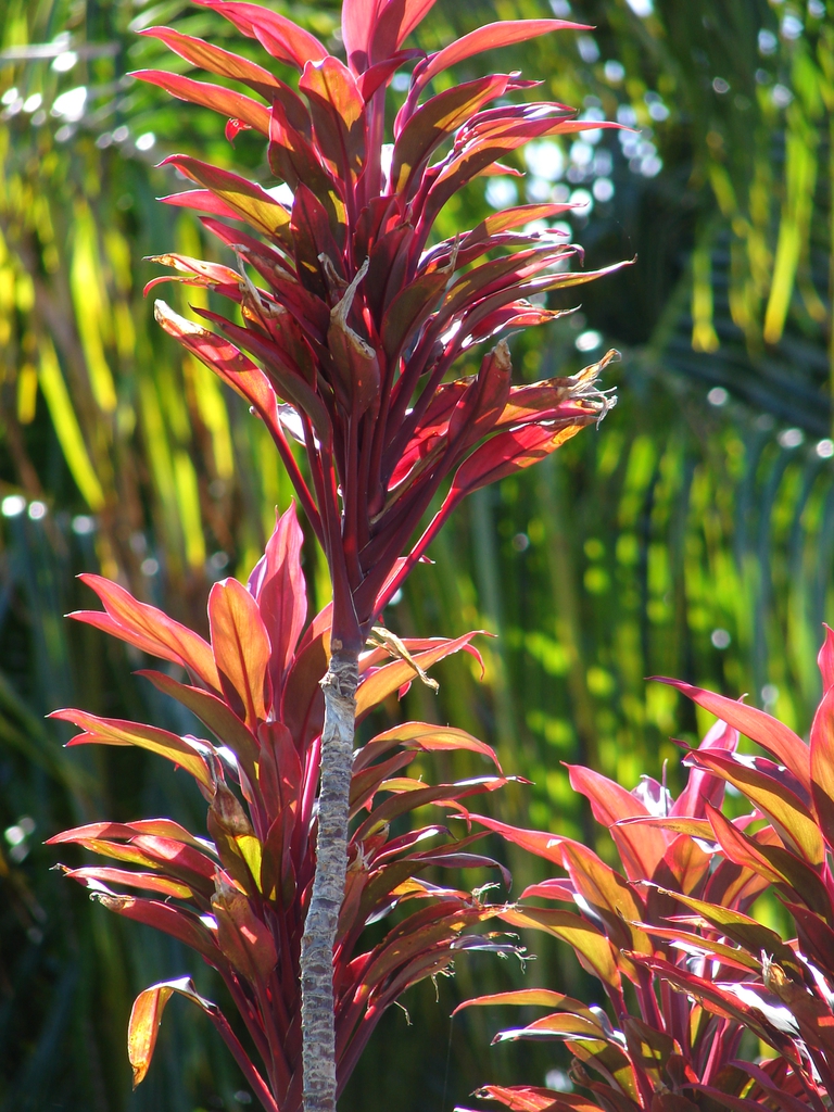 leaves