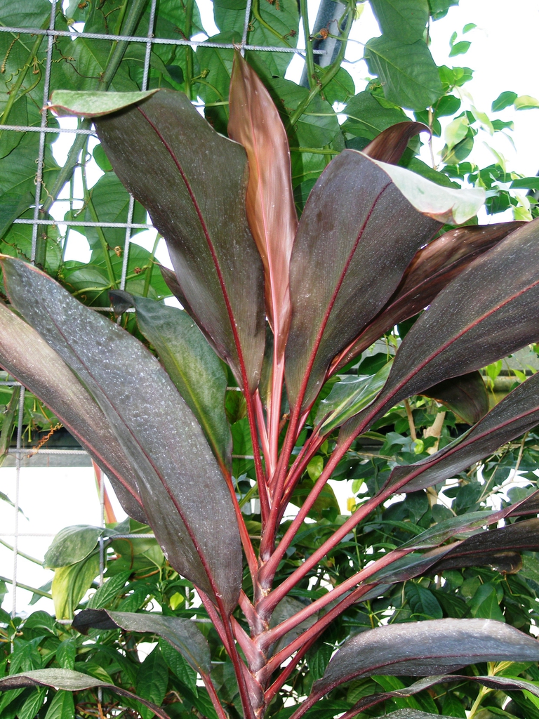 leaves