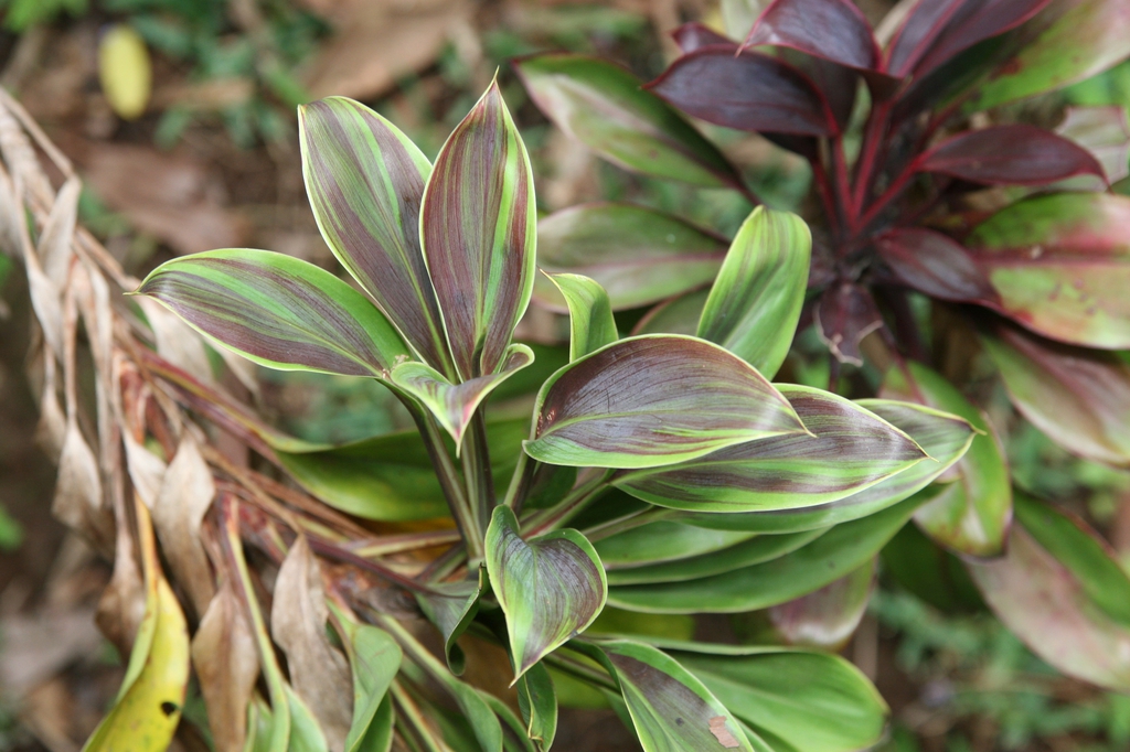 leaves