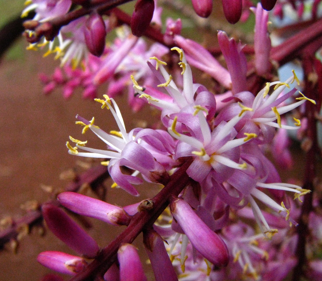 leaves and flowers