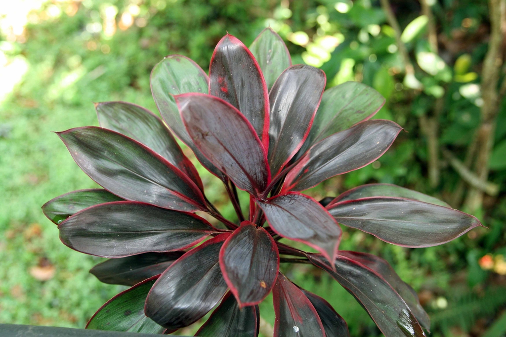 leaves