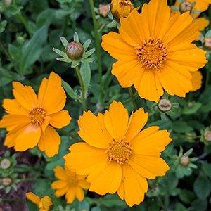 Coreopsis auriculate
