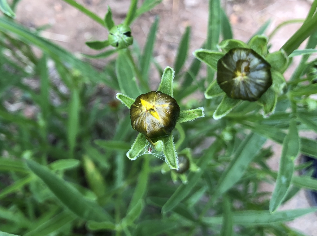 Coreopsis grandiflora