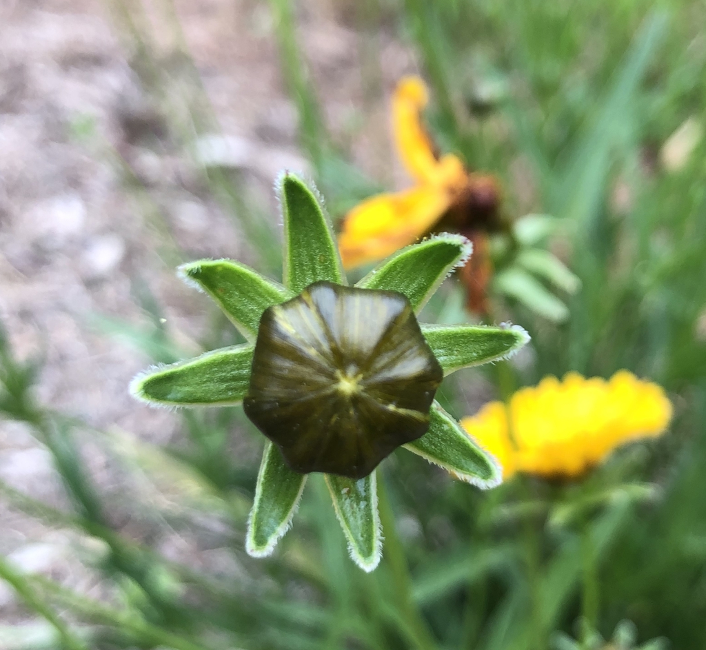 Coreopsis grandiflora
