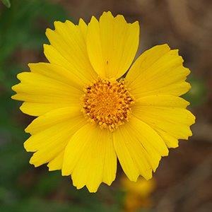 Coreopsis lanceolata