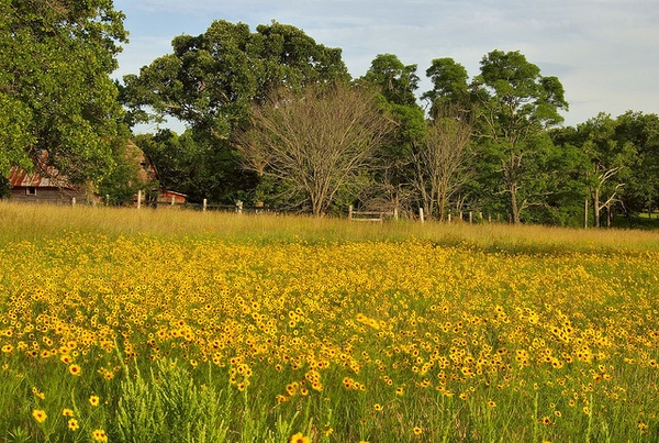 Native habitat