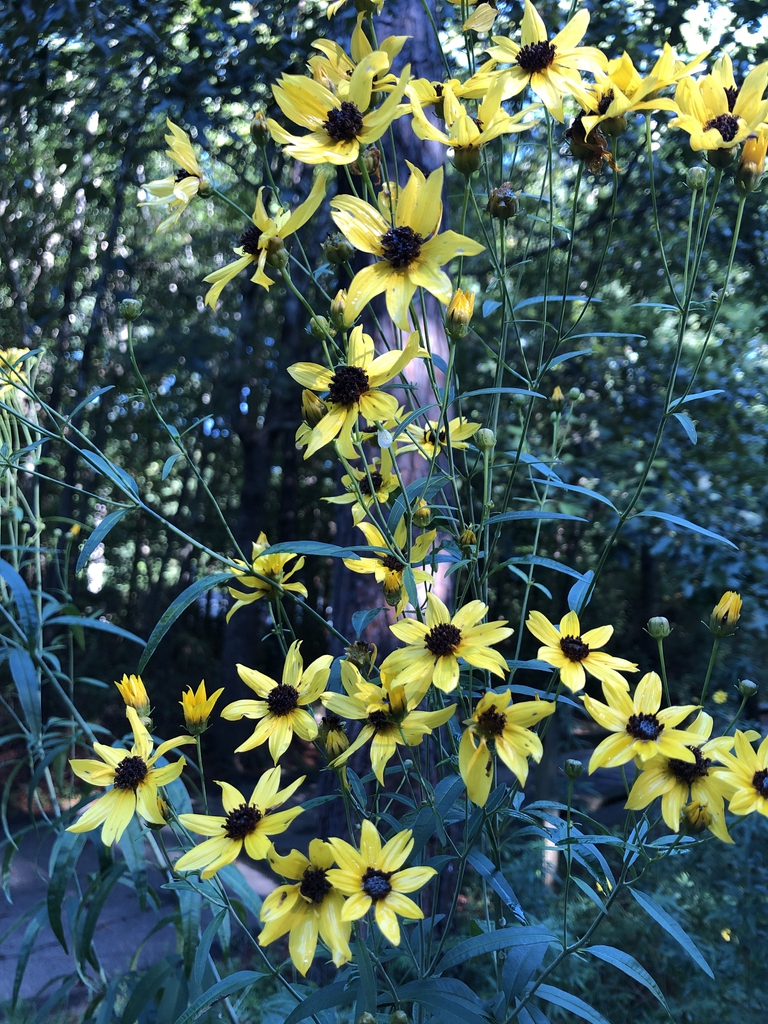 Yellow composite flowers