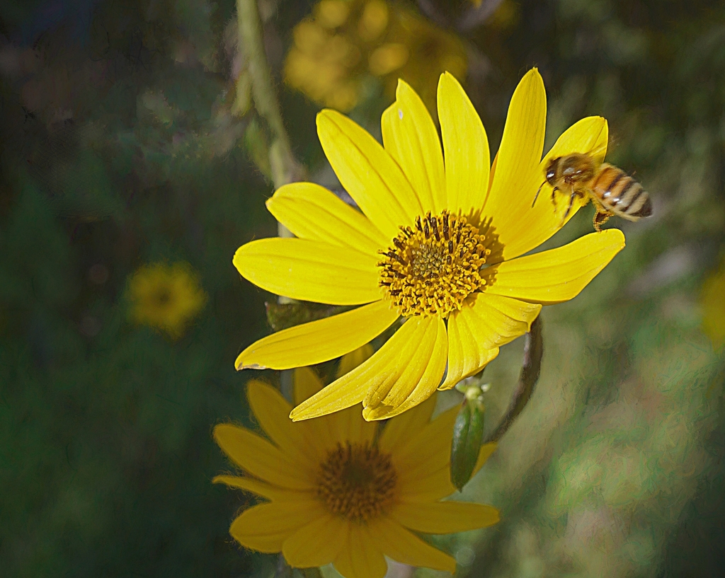 Coreopsis and Honeybee Chatham County Lucille Zane_CC BY ND