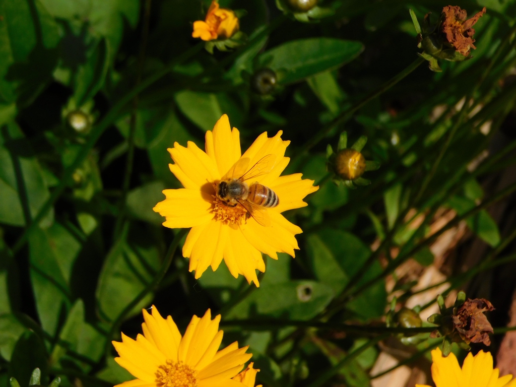 Honey bee on flower