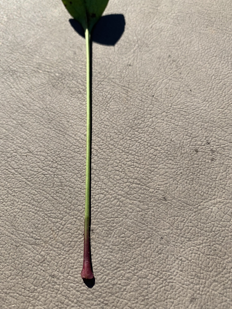Stem with purplish base