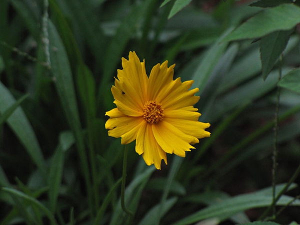 Flower and leaves