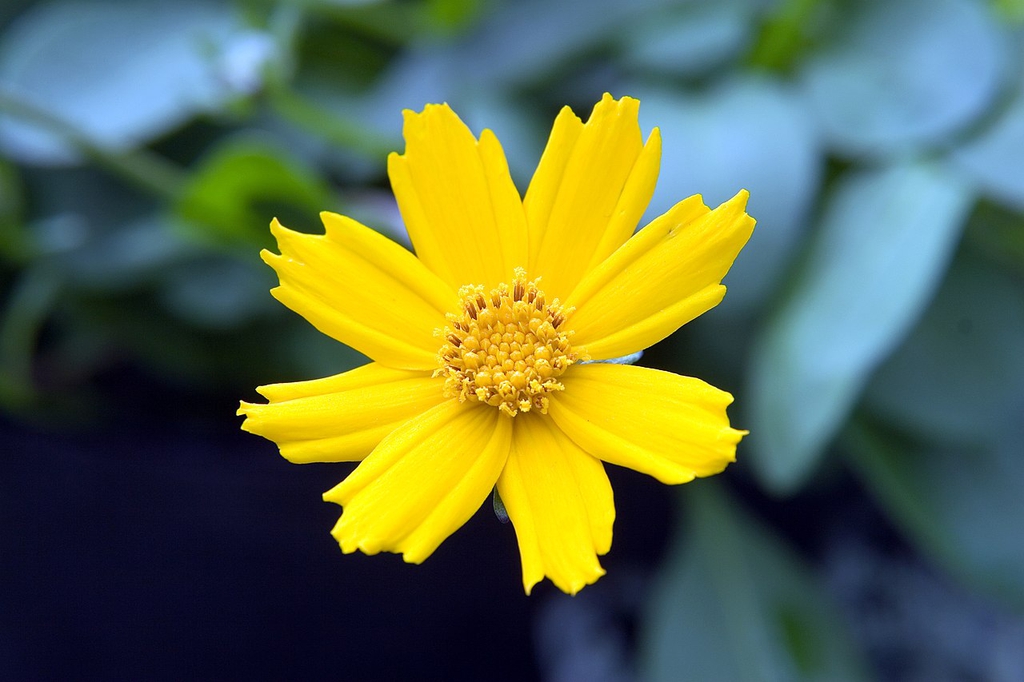 Close up of flower