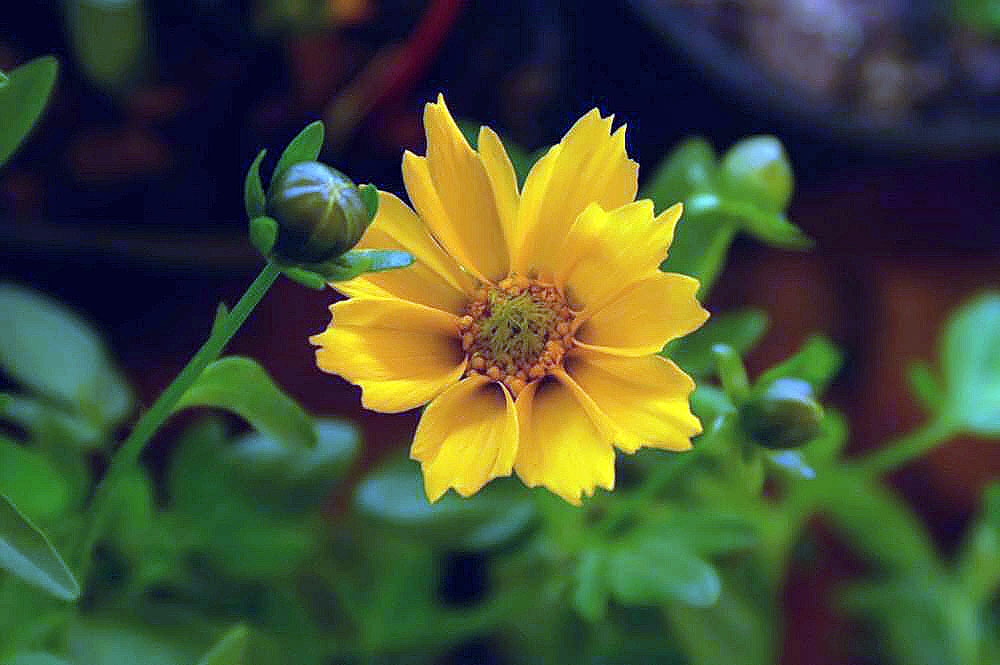 leaves and flowers