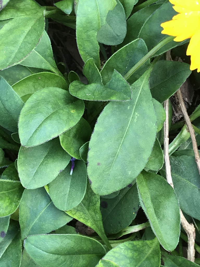 Leaves