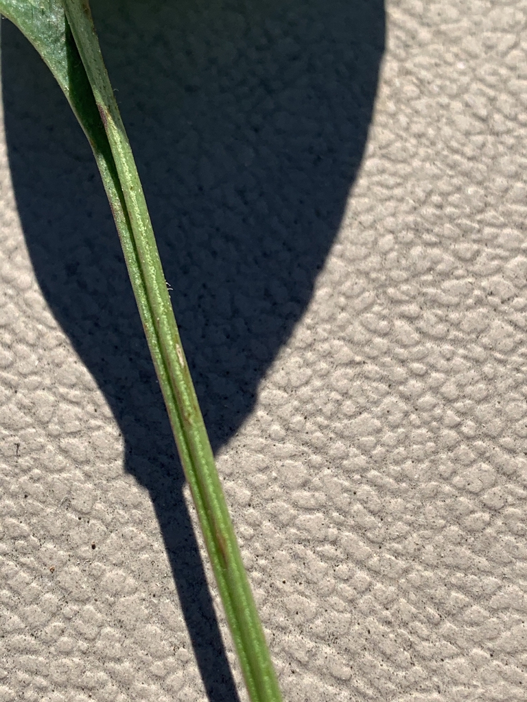 Stem