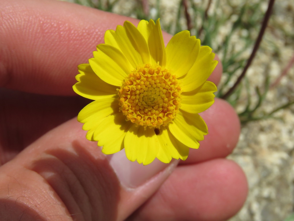 Close up of flower
