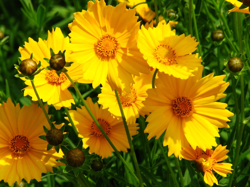 Flowers and buds