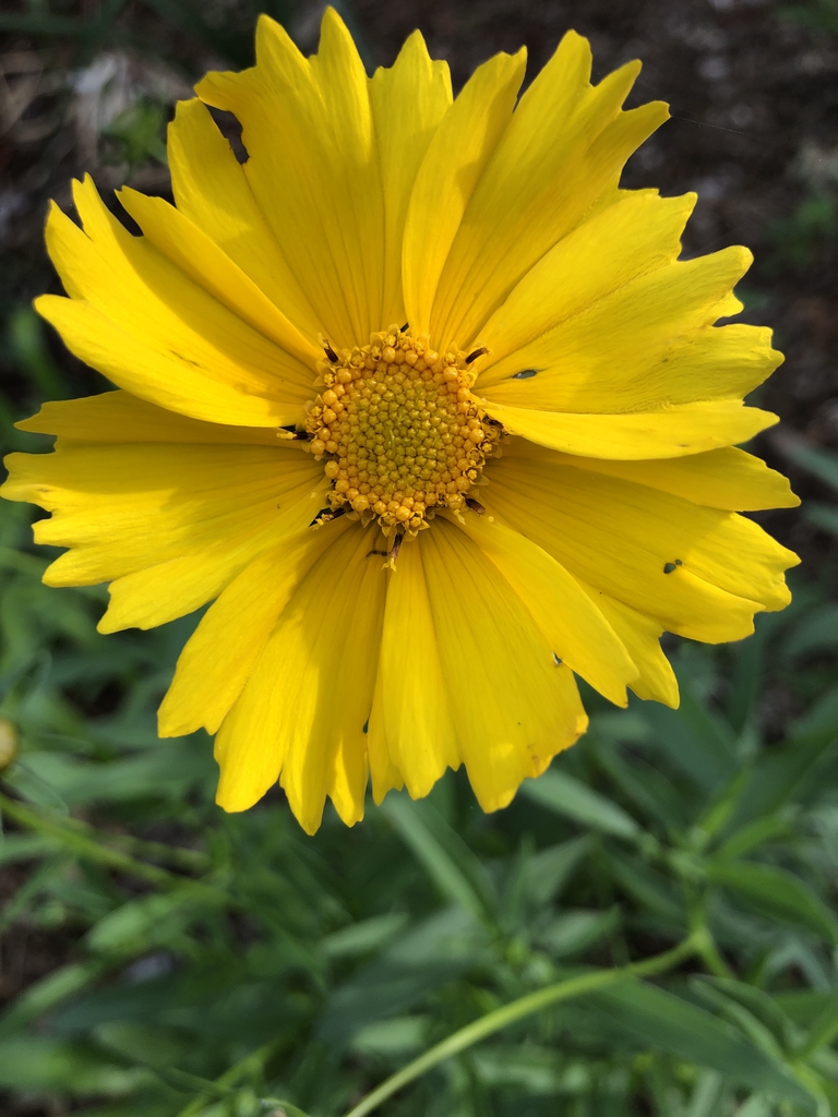 Coreopsis grandiflora
