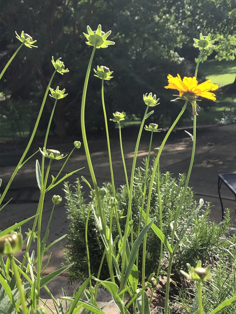 Coreopsis grandiflora