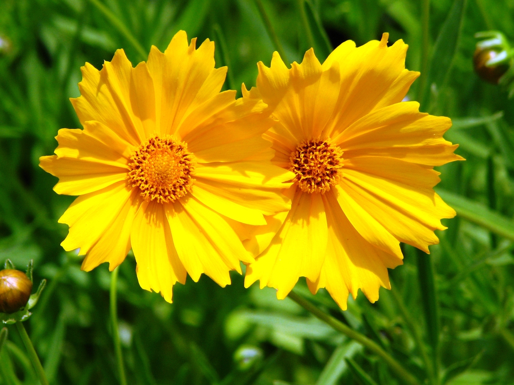 Close up of flower