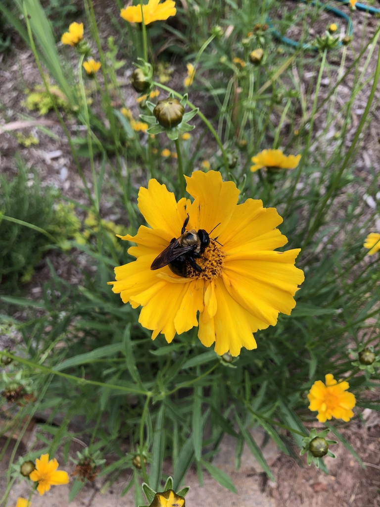 Coreopsis grandiflora