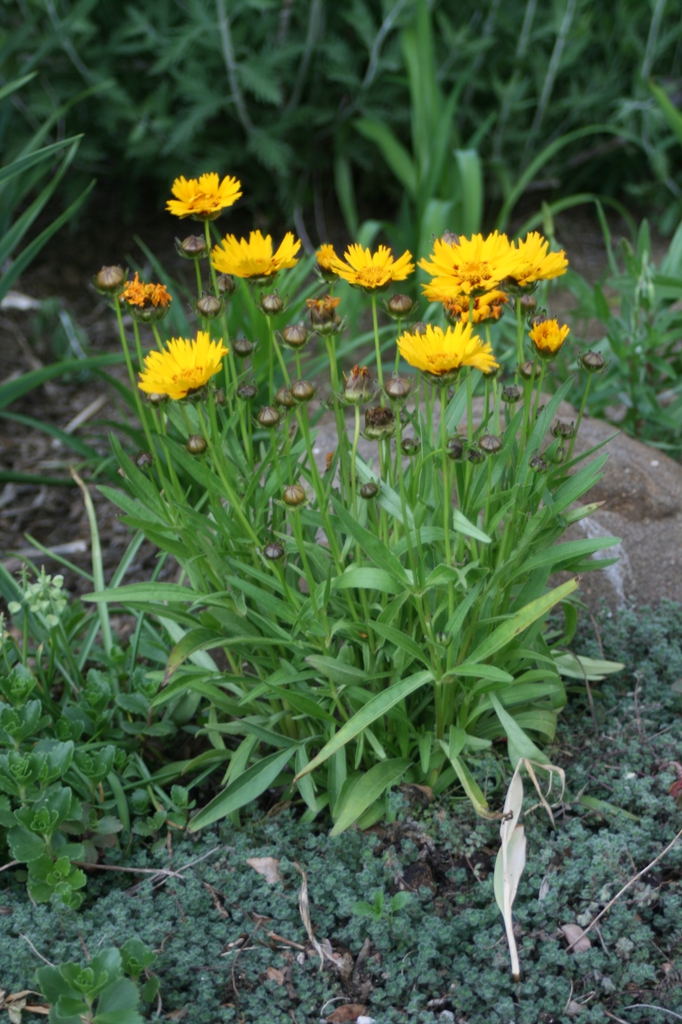 Form