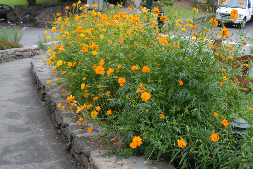 Flowers and form (Asheville, NC)