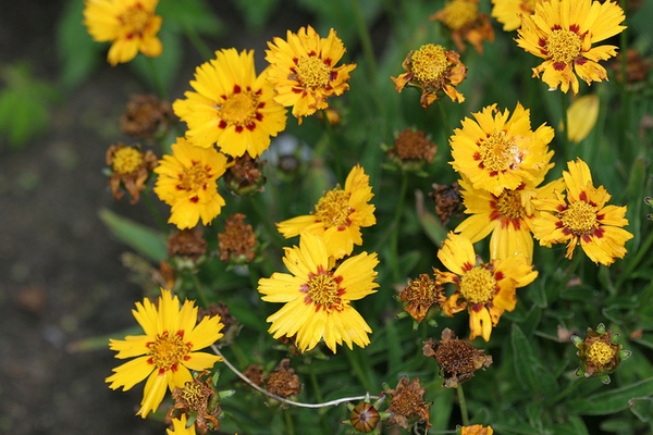 flowers and leaves