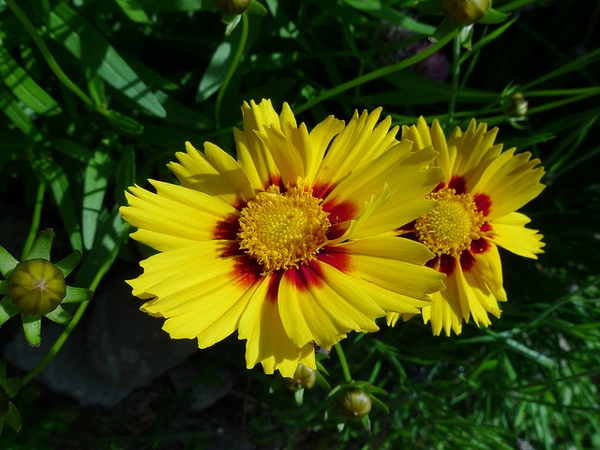 flowers and leaves