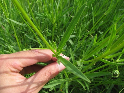 leaves