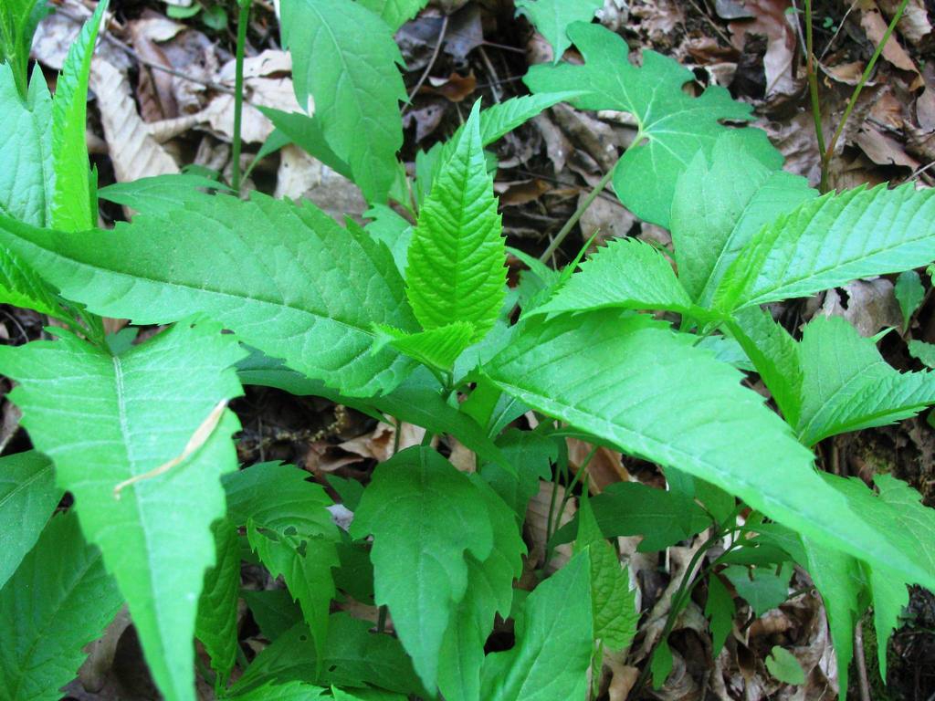 Leaves