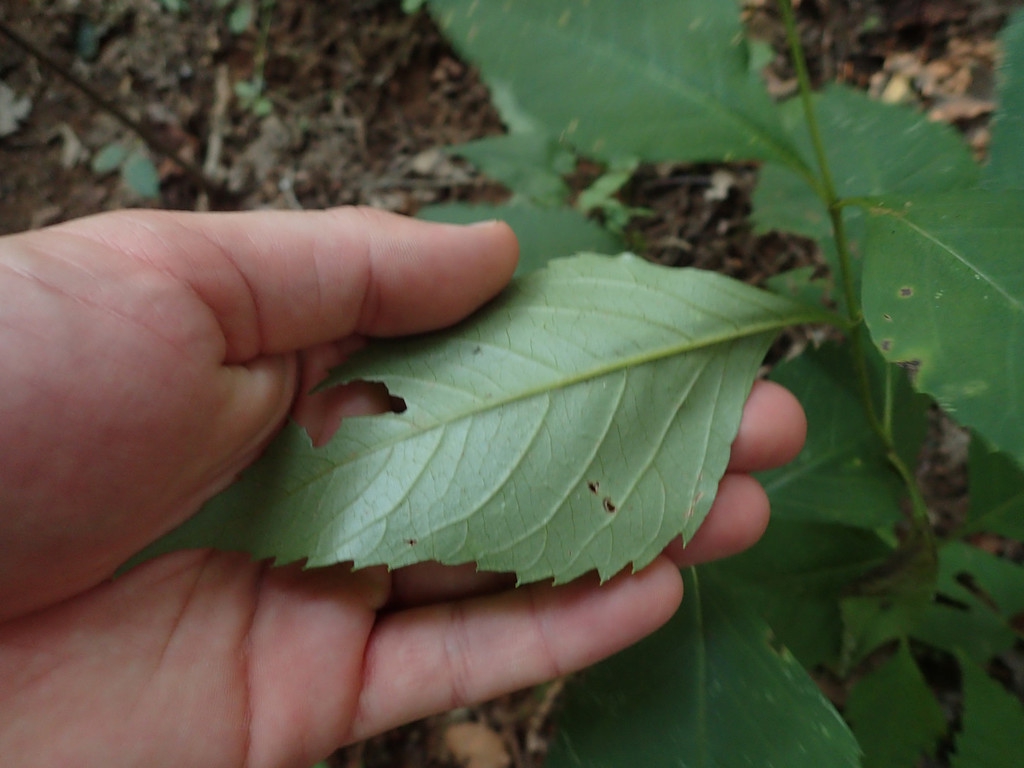 Underside of leaf
