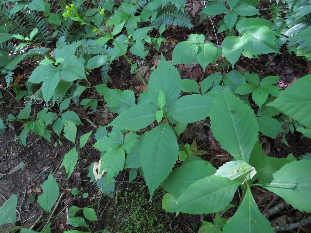 Native habitat