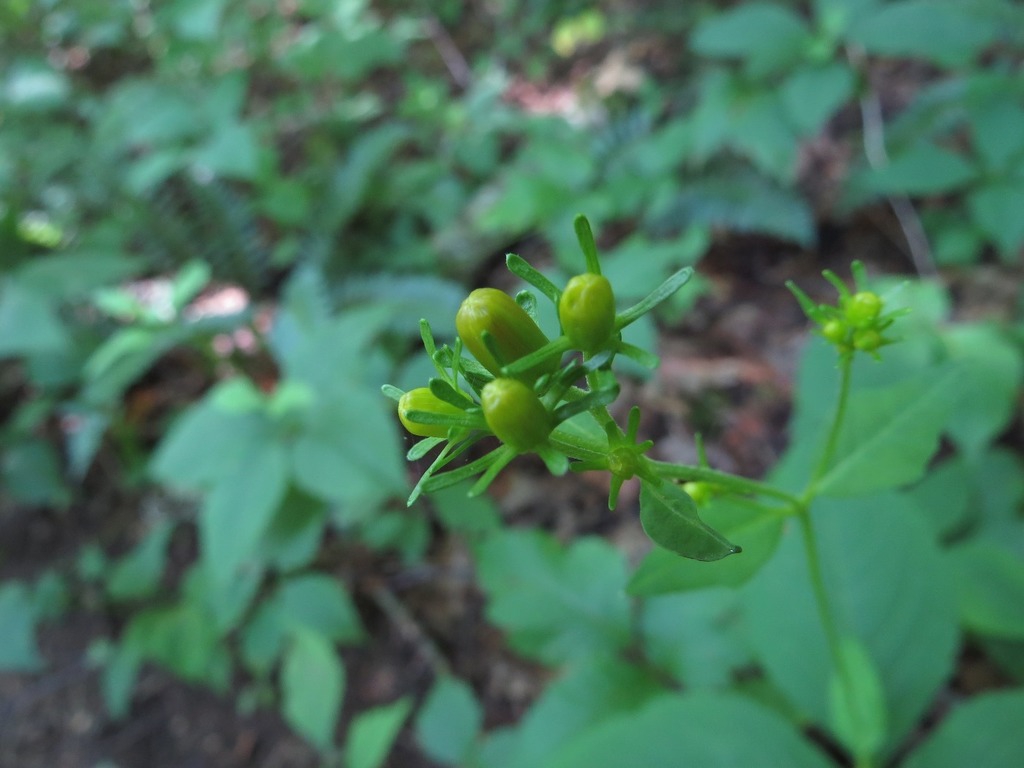 Flower buds
