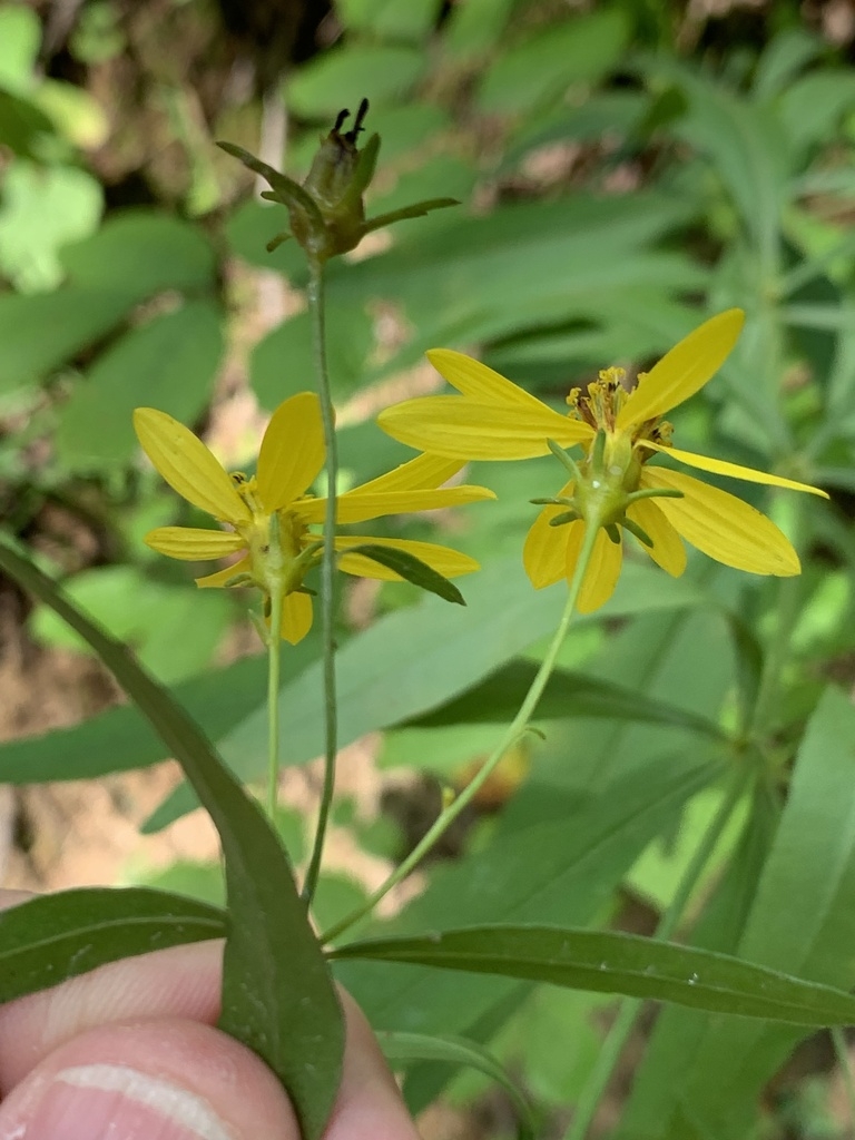 Yellow daisy "flowers"