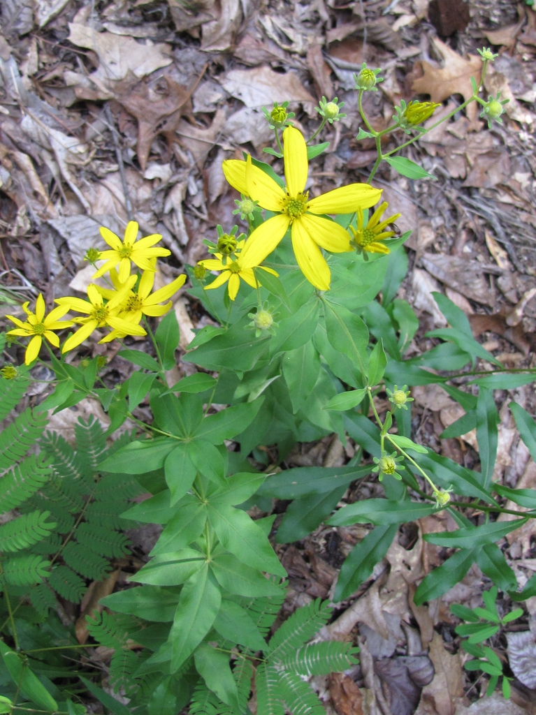 leaves and yellow daisy "flowers"
