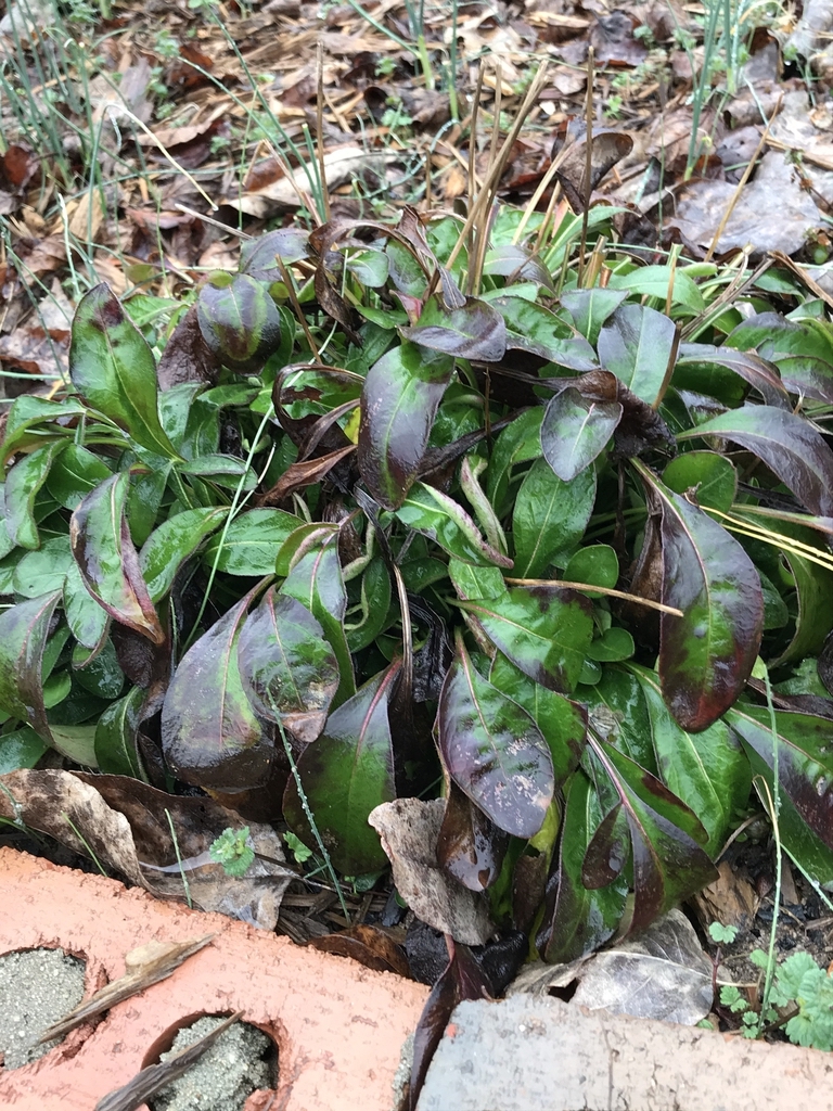 Winter form