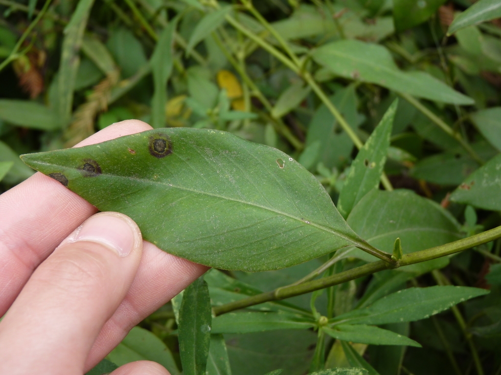 Leaf detail