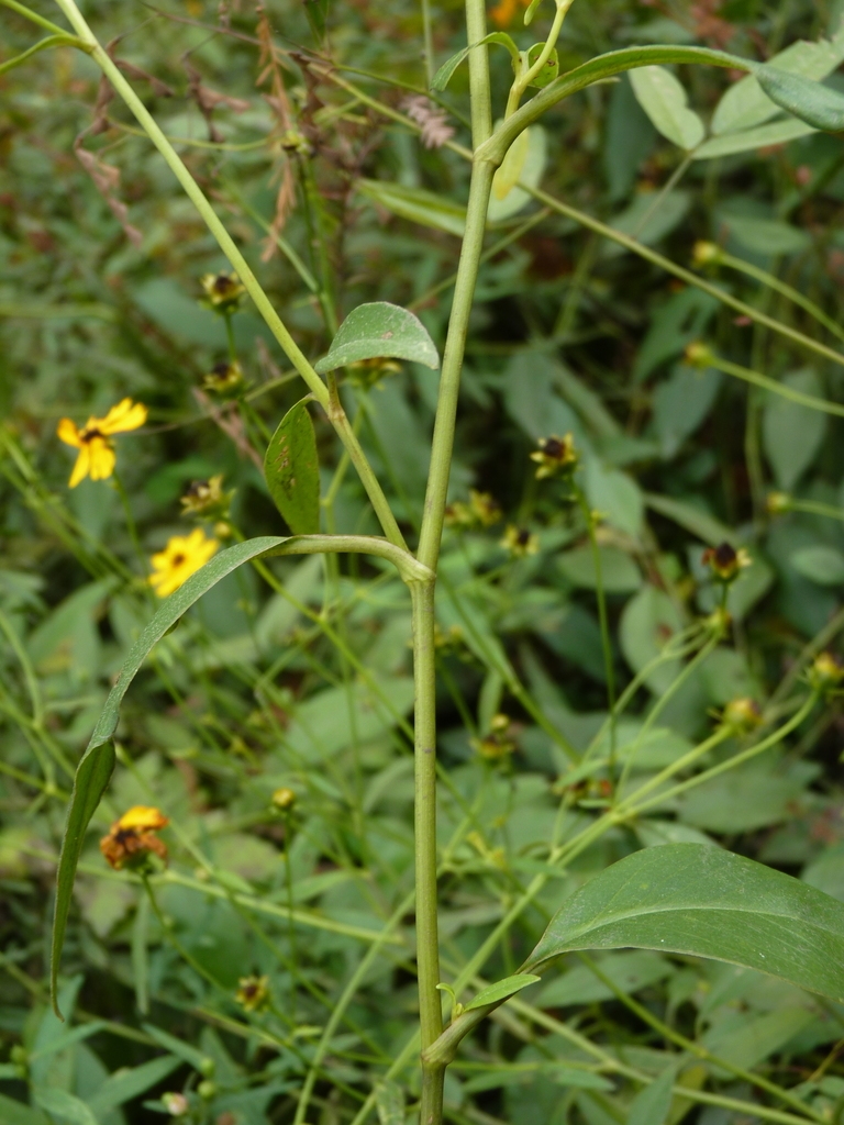 Stem