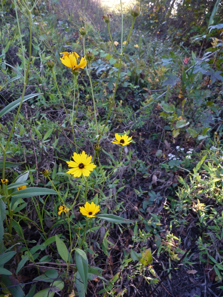 Growth habit