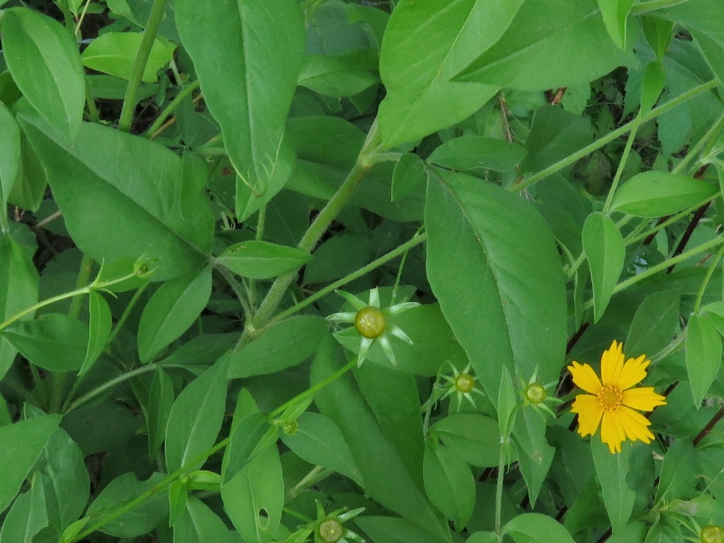 Leaves, flower, bud and stems