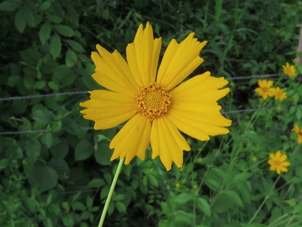 Yellow daisy "flower"