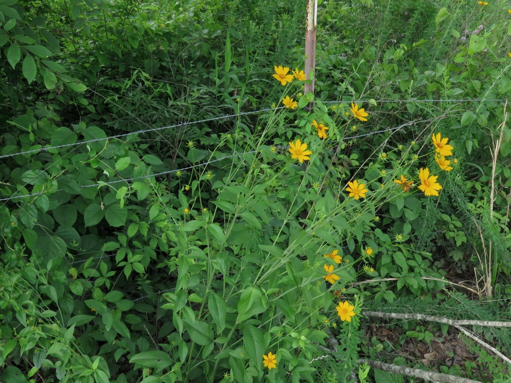 Herbaceous plant with yellow daisy "flowers."