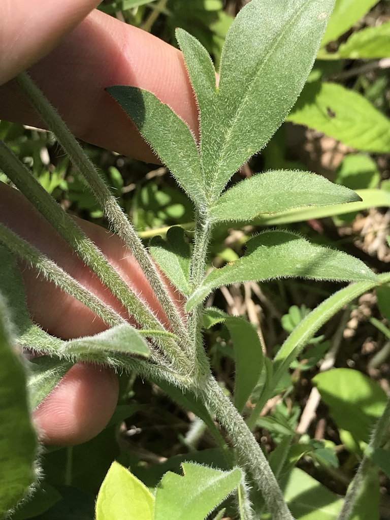 Hand cradling downy stem and node with downy leaves